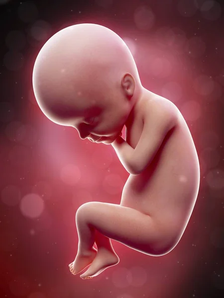Απεικόνιση Του Ανθρώπινου Εμβρύου Στην Εβδομάδα Όρου — Φωτογραφία Αρχείου