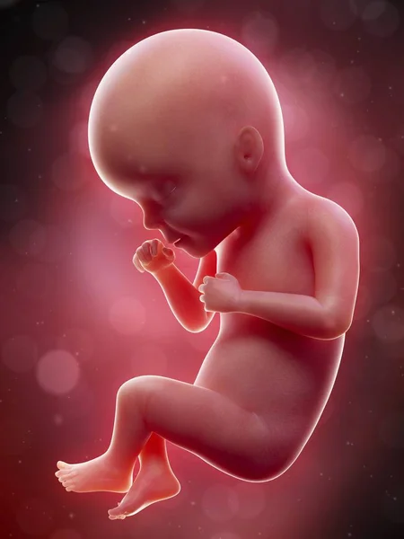人胎儿的例证在星期27个期限 — 图库照片