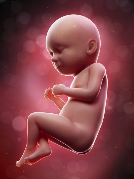 Illustration Human Foetus Week Term — Stock Photo, Image