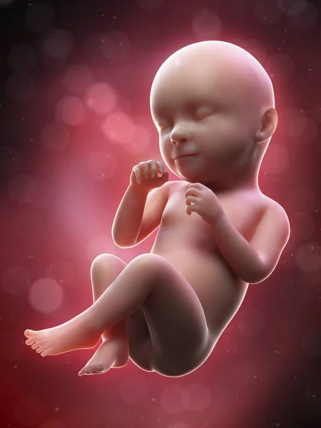 Illustratie Van Menselijke Foetus Week Term — Stockfoto