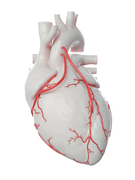 Ilustração Dois Desvios Coração Humano — Fotografia de Stock