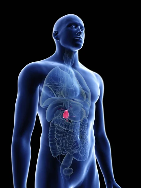 Illustration Transparent Blue Silhouette Male Body Colored Gallbladder — Stock Photo, Image