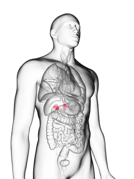 Illustration Transparent Gray Silhouette Male Body Colored Adrenal Glands — Stock Photo, Image