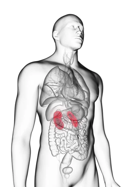 色の腎臓を持つ男性の体の透明な灰色のシルエットのイラスト — ストック写真