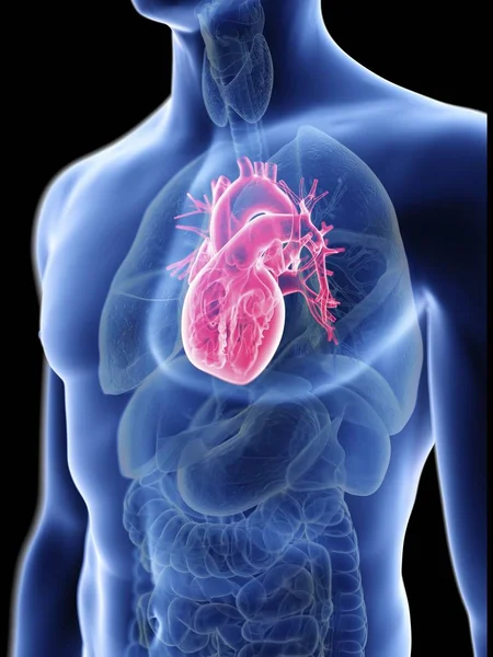 Renkli Kalpli Erkek Vücudunun Şeffaf Mavi Siluet Çizimi — Stok fotoğraf