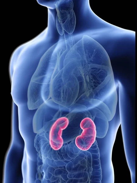 Illustration Transparent Blue Silhouette Male Body Colored Kidneys — Stock Photo, Image