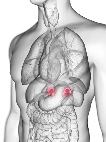 Illustration Transparent Gray Silhouette Male Body Colored Adrenal Glands — Stock Photo, Image