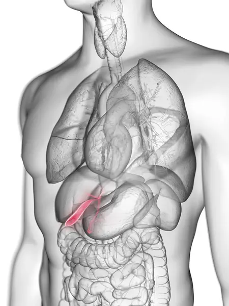 着色された胆嚢と男性の体の透明な灰色のシルエットのイラスト — ストック写真