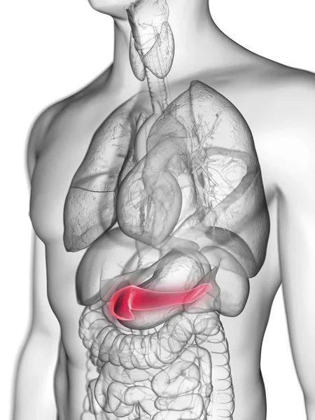 Ilustración Silueta Gris Transparente Del Cuerpo Masculino Con Páncreas Coloreado —  Fotos de Stock