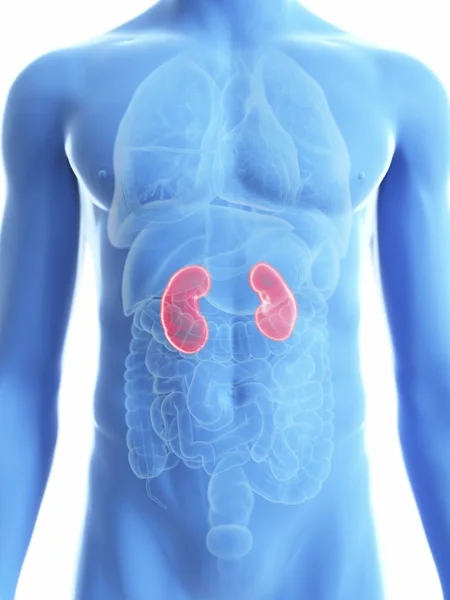 Illustration Transparent Blue Silhouette Male Body Colored Kidneys — Stock Photo, Image