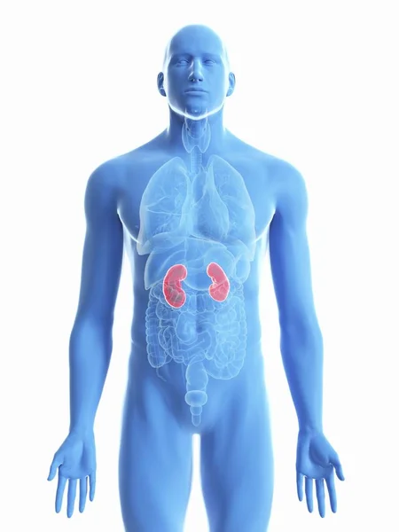 肾脏的例证在男性身体剪影在白色背景 — 图库照片