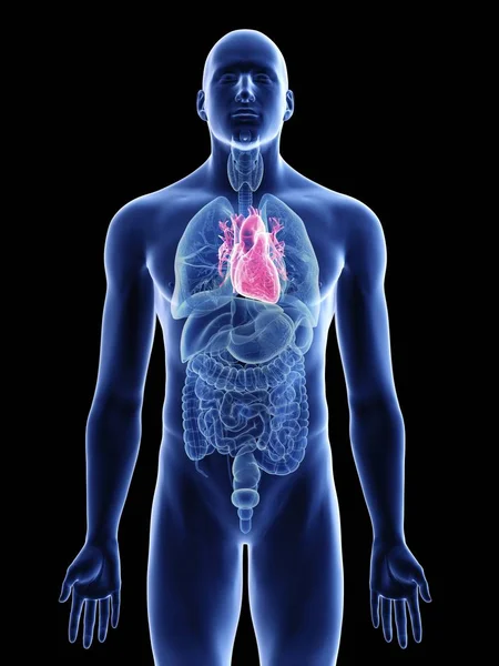 Illustration Heart Male Body Silhouette Black Background — Stock Photo, Image