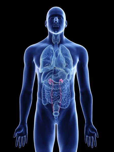 黒の背景に男性の体のシルエットで尿管のイラスト — ストック写真