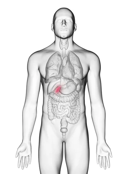 Иллюстрация Желчного Пузыря Мужском Силуэте Тела Белом Фоне — стоковое фото