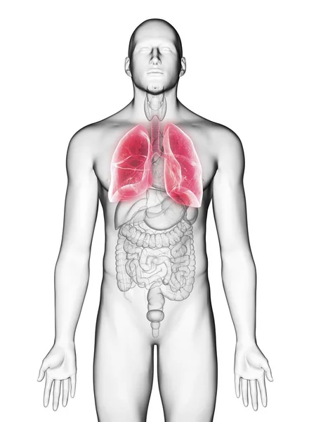 Illustration Lungs Male Body Silhouette White Background — Stock Photo, Image