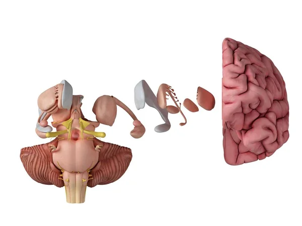 Ilustración Renderizada Anatomía Cerebral Sobre Fondo Blanco — Foto de Stock