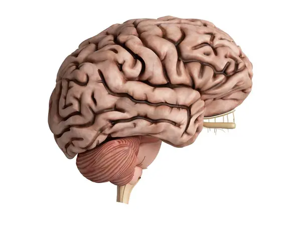 Rendered Illustration Unhealthy Brain White Background — Stock Photo, Image