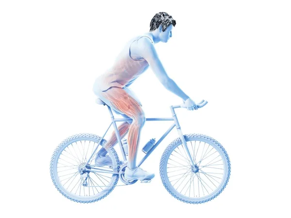 渲染的插图 显示骑自行车的人在白色背景上的活动肌肉 — 图库照片
