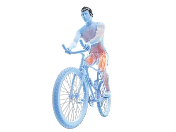 Illustration Montrant Les Muscles Actifs Cycliste Sur Fond Blanc — Photo