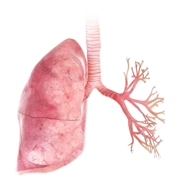 被渲染的肺和支气管例证在白色背景 — 图库照片