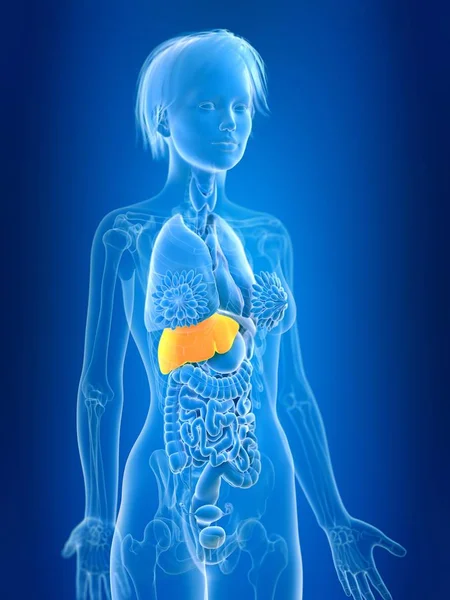 ボディ シルエットに色の女性肝臓の レンダリングされたイラストレーション — ストック写真