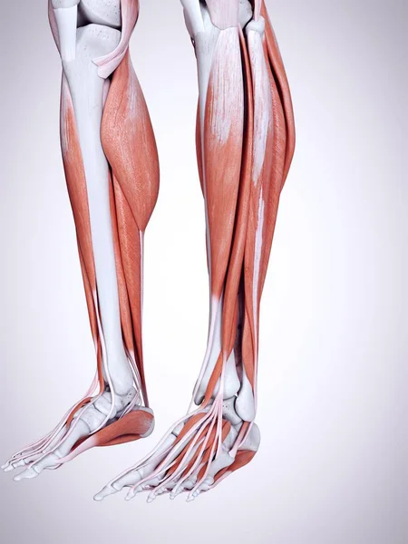 Rendered Illustration Lower Legs Muscles Human Body — Stock Photo, Image
