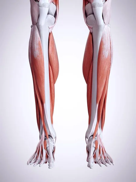 渲染人体下肢肌肉的插图 — 图库照片