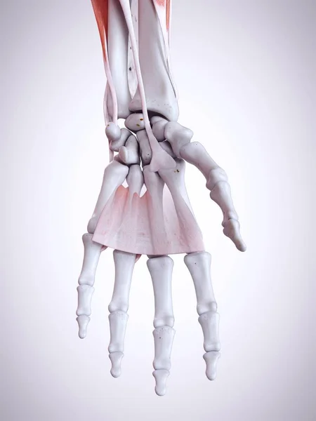 Ilustración Anatomía Mano Esqueleto Humano —  Fotos de Stock