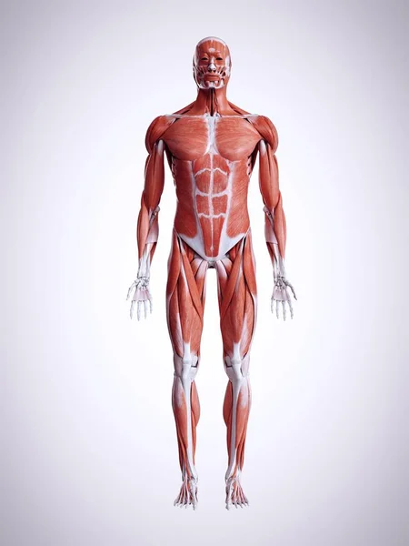 Ilustração Renderizada Dos Músculos Corpo Humano Masculino — Fotografia de Stock