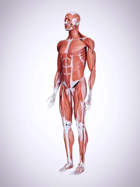 男性の人体の筋肉の レンダリングされたイラストレーション — ストック写真