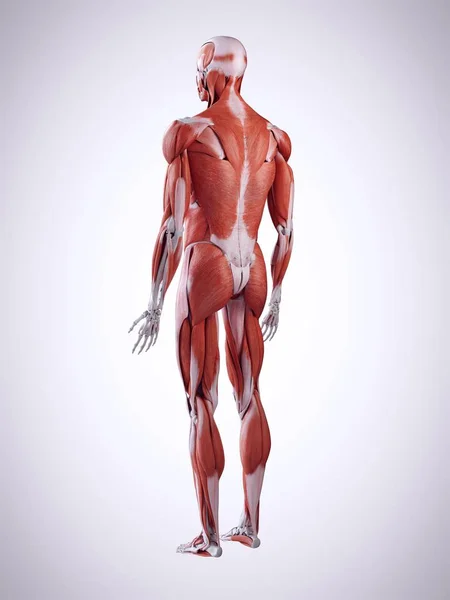 Ilustración Los Músculos Espalda Cuerpo Humano —  Fotos de Stock