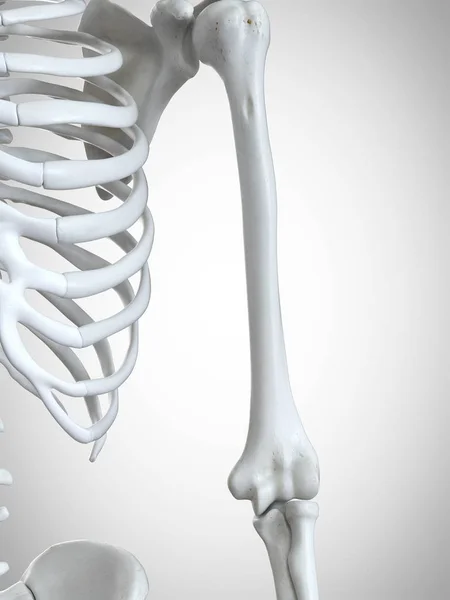 Utsmält Illustration Humerus Människans Skelett — Stockfoto