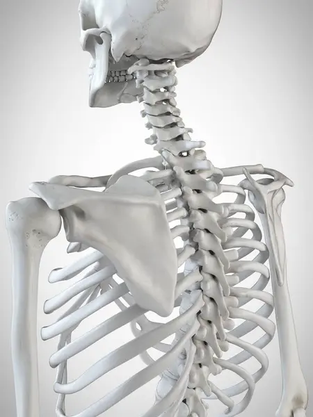 Renderizado Ilustração Esqueleto Volta Fundo Branco — Fotografia de Stock