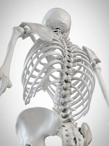 呈现的背景上的背部骨骼插图 — 图库照片
