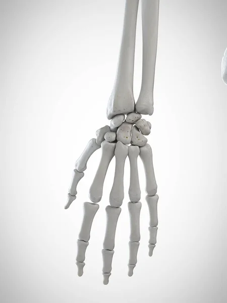 Gerenderte Illustration Der Skeletthand Auf Weißem Hintergrund — Stockfoto