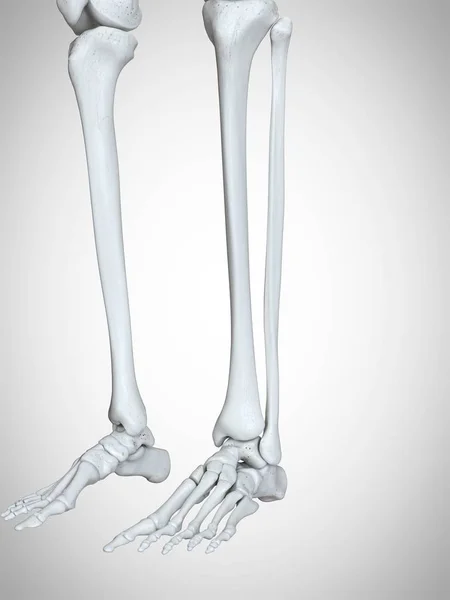 Illustrazione Resa Delle Ossa Inferiori Delle Gambe Dei Piedi Nello — Foto Stock