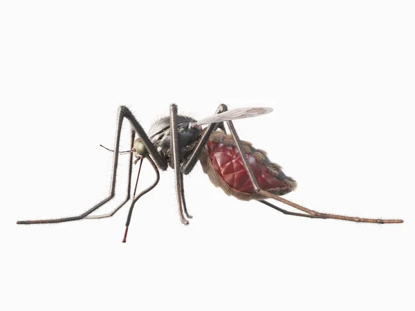 Ilustração Mosquito Inseto Fundo Branco — Fotografia de Stock