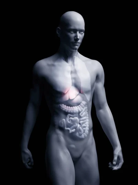 Ilustração Fígado Humano Silhueta Corporal — Fotografia de Stock