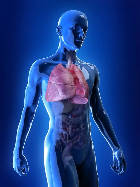 可见有色肺的例证在透明的人身体剪影 — 图库照片