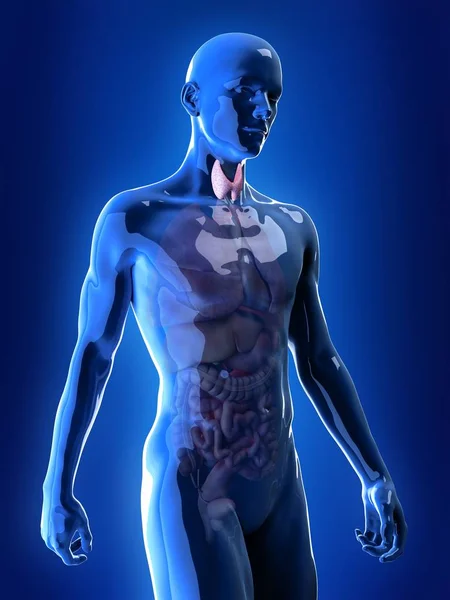 Illustration Visible Thyroid Gland Male Silhouette Blue Background — Stock Photo, Image