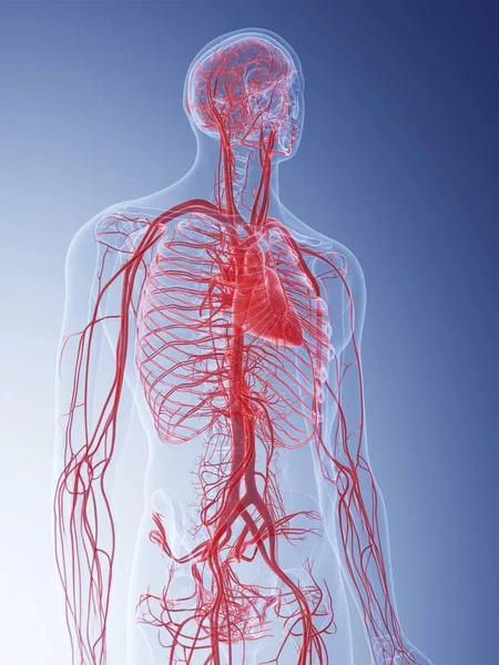 青の背景に人間の血管系のイラスト — ストック写真