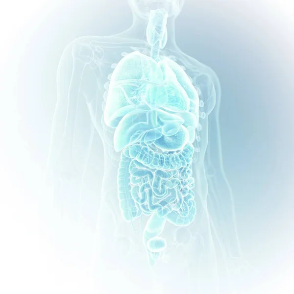 Illustration Human Organs Body Silhouette — Stock Photo, Image
