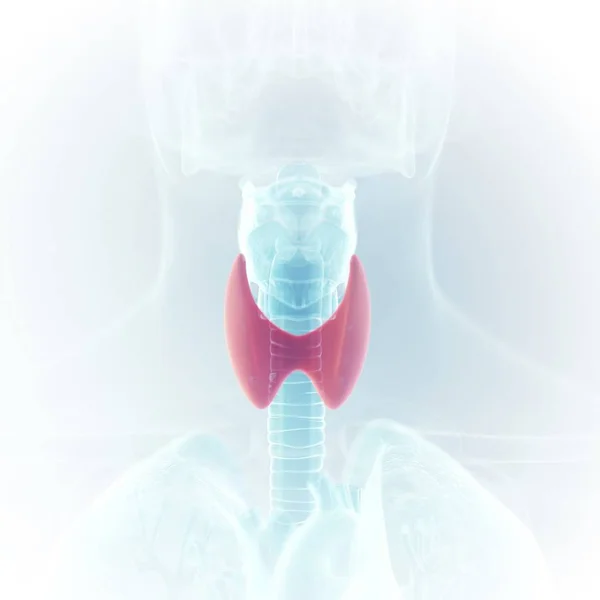 Ilustrasi Tiroid Berwarna Dalam Siluet Tenggorokan Manusia — Stok Foto