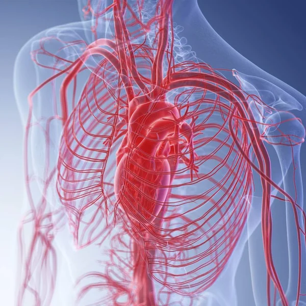 Illustration Human Heart Body Silhouette — Stock Photo, Image