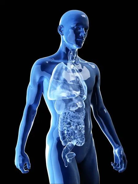 Illustration Human Organs Body Silhouette — Stock Photo, Image