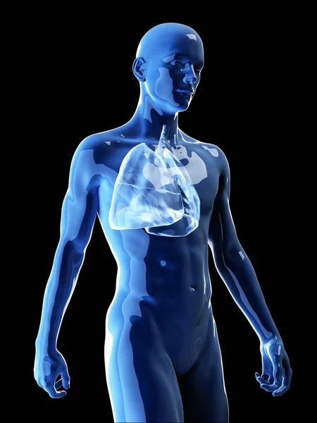 Illustration Human Lungs Body Silhouette — Stock Photo, Image