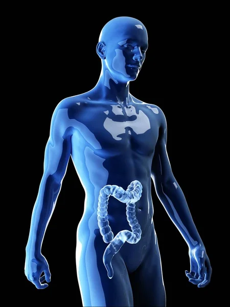 Illustration Human Colon Body Silhouette — Stock Photo, Image
