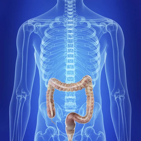 Illustration Human Colon Body Silhouette — Stock Photo, Image