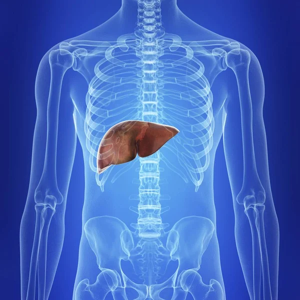 Illustration Human Liver Body Silhouette — Stock Photo, Image