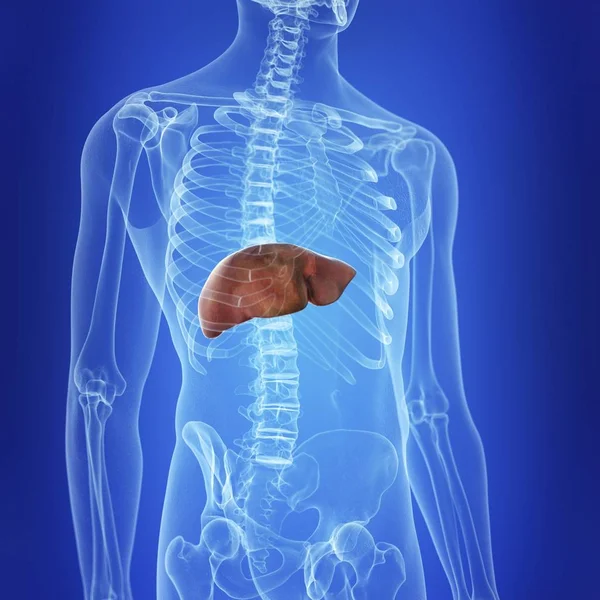 Illustration Colored Liver Human Body Silhouette — Stock Photo, Image